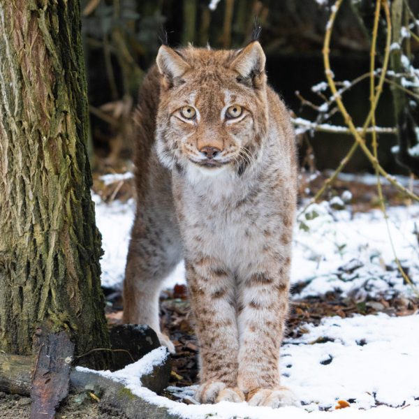 Lynx Boréal