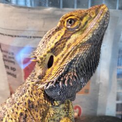 Pogona