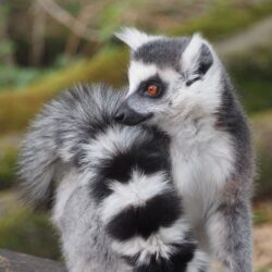 Lémur catta
