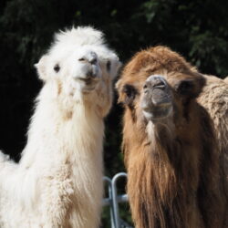 chameaux
