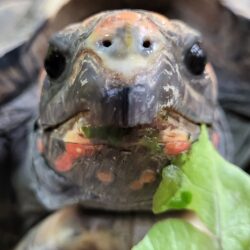 Charbonnière à pattes rouges