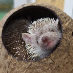 Tenrec