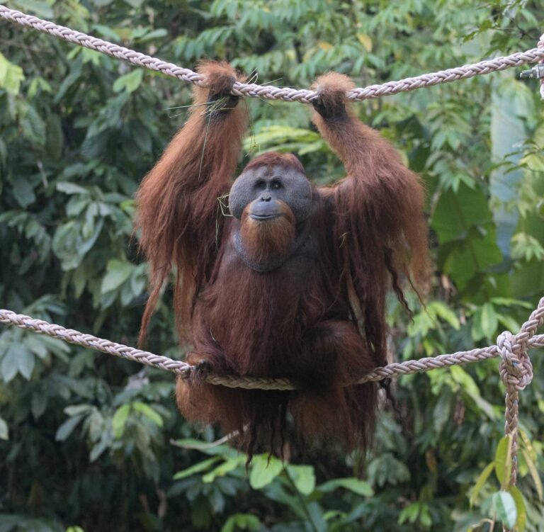 Leuser Island Haven PanEco BD