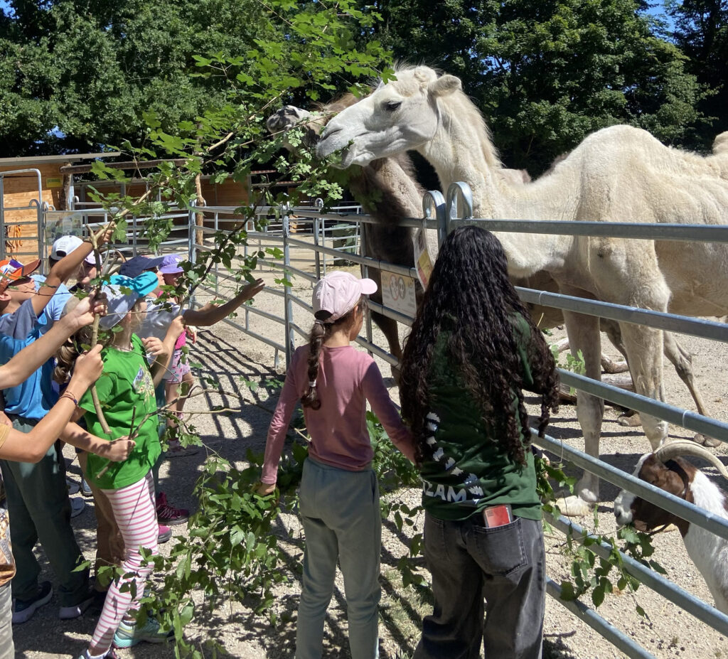 Des enfants nourrissent les dromadaires lors de l'animaclub du Bioparc Genève